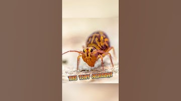 Springstaart | De onbezongen held van je tuin #animalenigmas