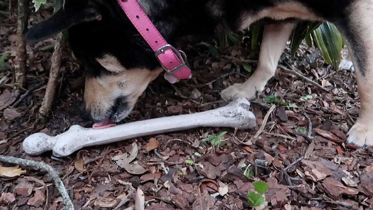 DOG FOUND HUMAN BONE! (10.9.16 Day 2719) YouTube