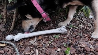 DOG FOUND HUMAN BONE! (10.9.16 - Day 2719)