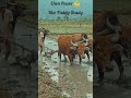 Traditional Rice Farming: Plowing Paddy Fields with Oxen#oxen #farming #rice #ploughingvideos
