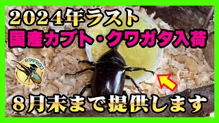 ラストスパート】国産カブトムシ・クワガタを8月末まで提供し続けます 