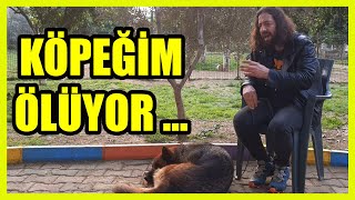 KÖPEĞİM ÖLDÜ NE YAPAYIM #almankurdu