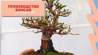 Как создаются бонсай с самого начала?  Производство бонсай: вторичное формирование. Бонсай с нуля!