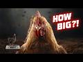 70 ఏళ్లలో కోళ్లు ఇంత పెద్దవయ్యాయా? From 1 Kg to 3 Kg: The Shocking Growth of Chickens!