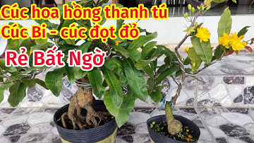 (16/3). MAI CÚC BI, CÚC HOA HỒNG THANH TÚ, CÚC ĐỌT ĐỎ GIÁ RẺ 0902074660