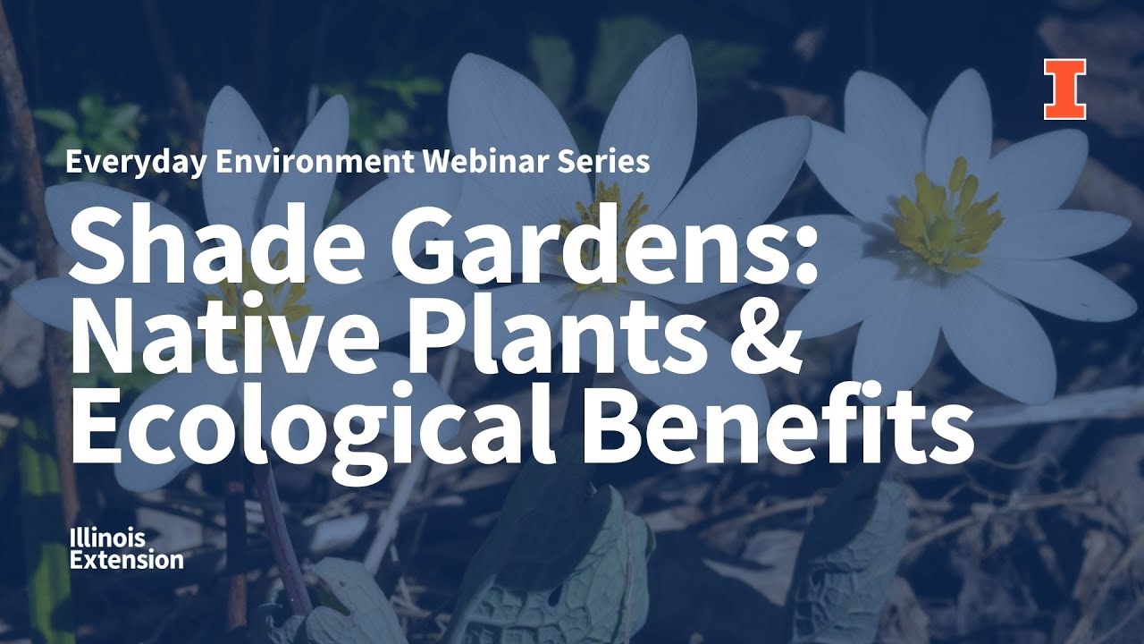 Shade Gardens: Native Plants and Ecological Benefits, Everyday Environment