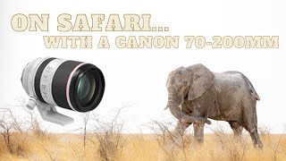 Canon RF 70200mm f/2.8 Review for Wildlife Photography