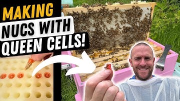 Making up Nucs With Queen Cells! Were They Successful?