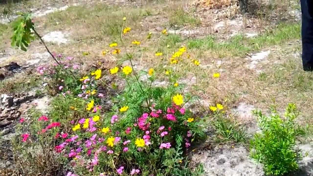 Какие вырастить цветы в саду Какие вырастить цветы в саду
