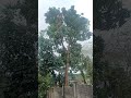 tree cutt