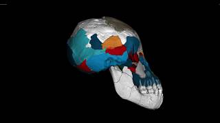Australopithecus Afarensis Infant From Dikika Ethiopia