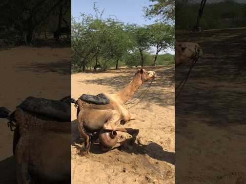 الجمل ي لقي الق ربة جانب ا ويستلقي لينجو من حرارة الظهيرة
