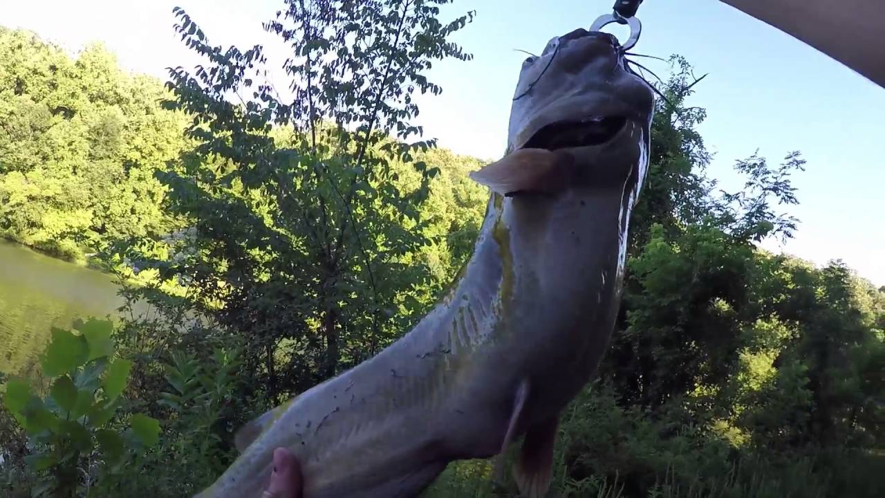 Fishing for catfish with secret 7 dip bait