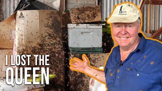 Catching a Swarm in my Shed: The Queen's Great Escape! | The Bush Bee Man by The Bush Bee Man 6,625 views 7 months ago 9 minutes, 6 seconds