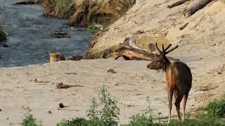Corbett Tiger Reserve. Tiger's failed attempt to kill a Deer. Watch the full video.