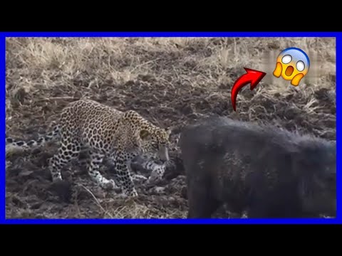 El cazador inexperto: ¡Cuando un joven leopardo se enfrenta a un jabalí implacable!