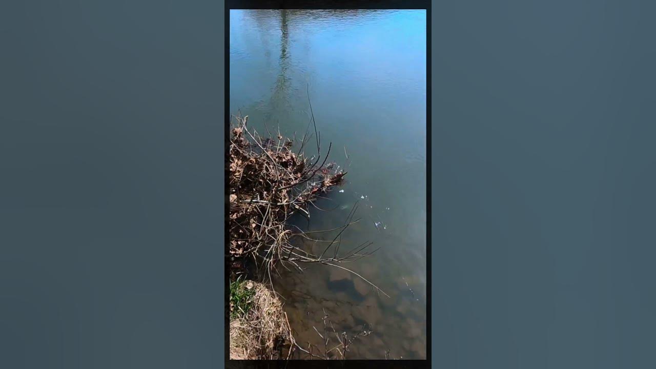 Hooking a trout in brush and it breaking off!🎣 shorts YouTube
