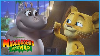 The Gang Learn a Lesson! ⭐️ | DreamWorks Madagascar