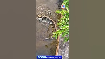 കോതമംഗലം - ഇടമലയാർ പവർഹൗസിനു താഴെ പുഴയിൽ രാജവെമ്പാലകളുടെ ഏറ്റുമുട്ടൽ #kingcobra