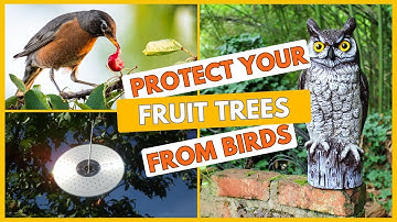 Best Way To Scare Birds Away From Fruit Trees -Super Effective Methods