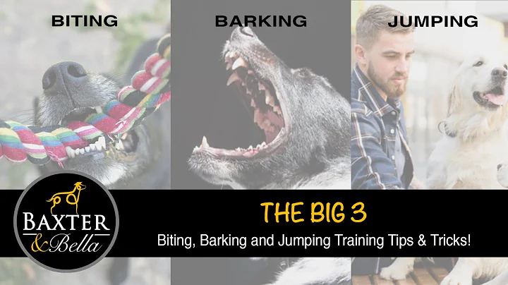BAXTER & Bella - The Big Three ... Puppy BITING, B...