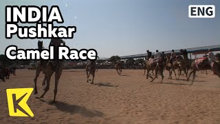 【K】India Travel-Pushkar[인도 여행-푸쉬카르]가장 빠른 낙타를 뽑는 낙타 레이스/Camel Market/Fair/Camel Race screenshot 5