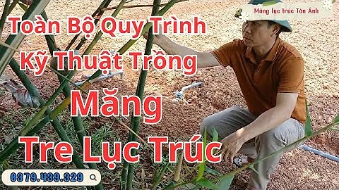Chia Sẻ Toàn Bộ Quy Trình Kỹ Thuật Trồng Măng Tre Lục Trúc Cho Anh Dương - Lục Ngạn