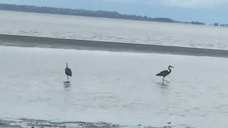 Great blue herons looking for prey