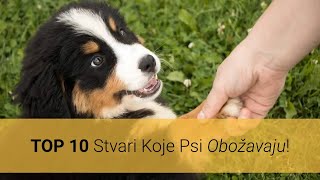 Što Psi Obožavaju? Top 10 Stvari Koje Psi Obožavaju, A Ljudi Ih Ne Rade!