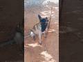 dog video 🐕#shorts #viral #trending #shortvideo #pets #viralvideo #dog #doglife #dogshorts