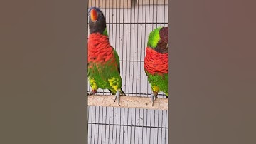 Rainbow Lorikeets playing, whistling & dancing #shorts #viral