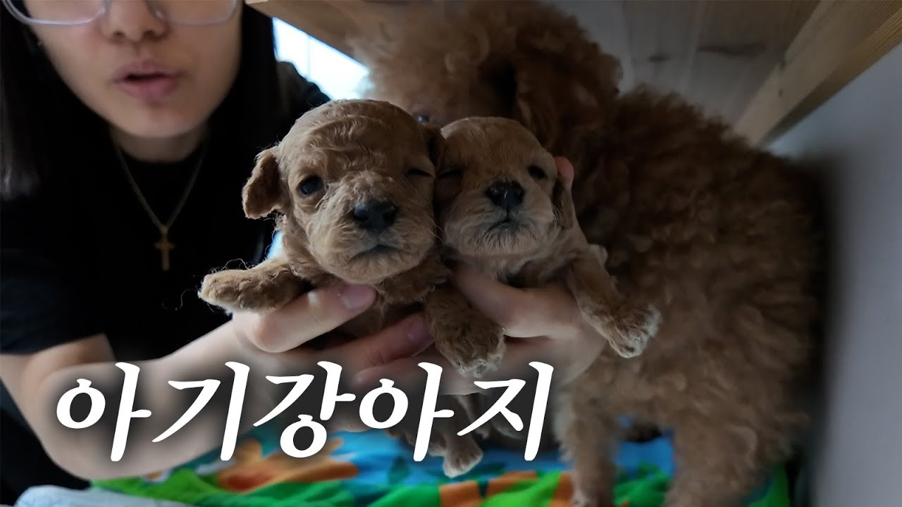 7마리의 아기강아지를 데리고 왔습니다. 😔  한국장애인도우미견협회