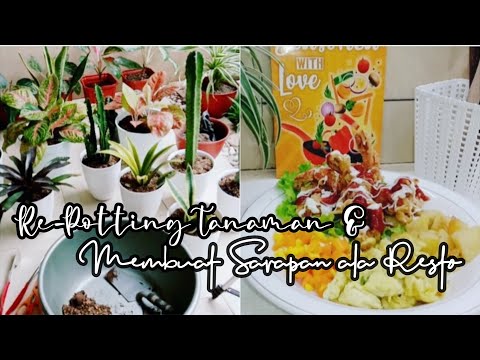 Video: Penjagaan Streptocarpus Dalam Ruangan - Petua Untuk Menanam Tumbuhan Streptocarpus