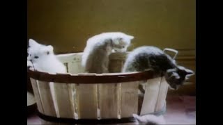 Sesame Street - Kittens in a Basket - Joe Raposo (1972)
Hey, kids, its a bunch of Kittens in a Basket, awwww. Well, theyre not actually IN the basket for long. Bit of rough-housing and feeding on Mama Cat (are they all hers?!) as some kittens explore their sunlit world. To the tune of Joe Raposos music and kids voice-overs in English and Spanish. Originally from Season 4 (Ep 0429), this was ripped from Ep 1255, with many thanks to Jeremy Maine aka @Sesame Maniac.
PLAYLISTS: http://bit.ly/Sesame_Street_1, http://bit.ly/Joe_Raposo
Shameless Amazon Plug! (Cause Mamas gotta eat! Does not include this tune)
Kitten Party (Prime Video, DVD) https://amzn.to/2Caalqo
Exploding Kittens Card Game (6 choices; up to 10 players; Game of the Year) https://amzn.to/3fBMvBi
Sing: Songs of Joe Raposo (CD) https://amzn.to/3kj4tMt (Streaming, MP3 Album, Vol 1) https://amzn.to/2Vu4QbD (Vol 2) https://amzn.to/2RCZXf8
https://muppet.fandom.com/wiki/Episode_1255
https://muppet.fandom.com/wiki/Episode_0429 (First)
Twitter: https://twitter.com/TinyDancer500
Instagram: https://www.instagram.com/tinyd500/
Web: https://bit.ly/Sesame_Street_Lyrics_Archive
YouTube: https://www.youtube.com/user/TinyDancer500
Facebook: https://www.facebook.com/TheSesameStreetLyricsArchive Sesame Street - Kittens in a Basket - Joe Raposo (1972)