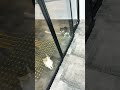 Tavuk nerede #cat #cats #catshorts #cute #viral #animallife #cutecat #nature #viralshorts #animals