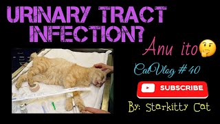 MAHIRAP NA PAG IHI NG PUSA? | URINARY TRACT INFECTION | CatVlog #40 #catvideos #catproblems