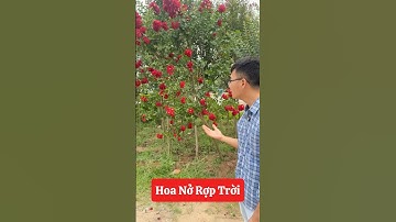 Tường vì đỏ lá xanh đang vào mùa nở rộ rồi ☎️0921.826.862 - 092.391.6866 #nhavuonngoclam  #shorts