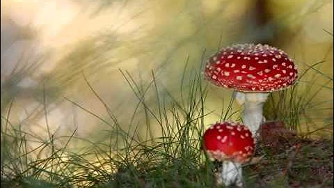 سورة المعارج   يوسف كالو   Surat Al Ma3arij   Yousef Kalo