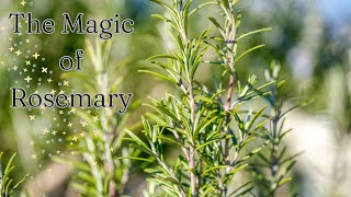 The Magic of Rosemary: Uses, benefits and folklore ll Green Witch Garden Series (Ep.1)