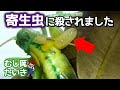 【寄生虫】腹を食い破られてコロギスが殺されました　(Leaf-rolling crickets - Prosopogryllacris japonica/parasite)