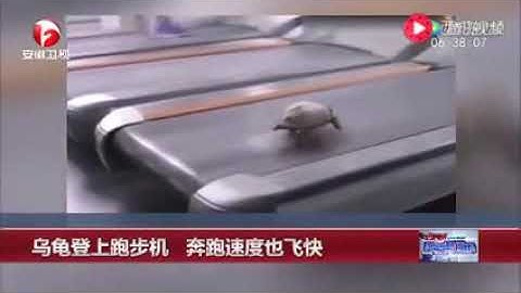 A Turtle Climbs On A Treadmill And Runs Fast!