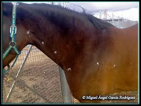 papilomatosis equina tratamiento papiloma de labial