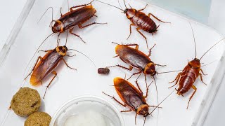 How To Get Rid Of Cockroaches In Your Home: The Ultimate Guide
