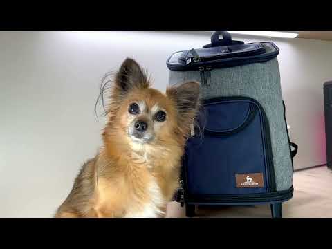 Knuffelwuff Hunderucksack Trolley faltbar 2 in 1, Für Katzen oder kleine Hunde bis Max 5 KG