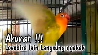 SUARA BURUNG LOVEBIRD MEMANCING BURUNG LAIN GACOR