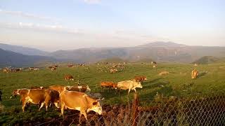Posof Hatice Özkan Alabalık Yaylası