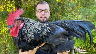 Supa od domaćeg horoza starog 2 godine, kao dukat žuta.