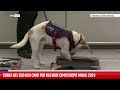 Corea del Sud usa cane per rilevare cimici dopo Parigi 2024
