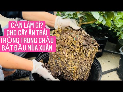 Video: Mùa xuân cho cây ăn quả và cây bụi. Đầu mùa xuân cho cây ăn quả non