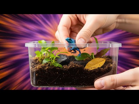 Создаем террариумы из пластиковых контейнеров для древолазов!